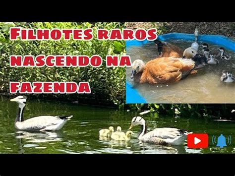 Novos filhotes na fazenda aves começando muda de penas é muito mais