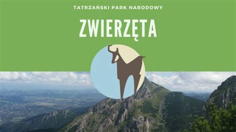 Zwierz Ta Tatrza Ski Park Narodowy