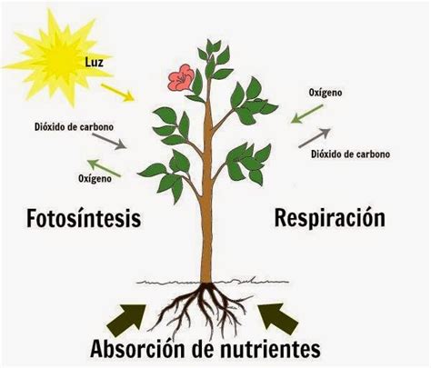 Absorci N De Nutrientes Mind Map