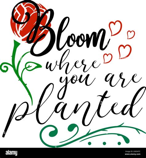 Bloom Where You Are Planted Quote Lettering Stock Vector Image Art