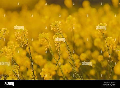 Blossoming Field Mustard Hi Res Stock Photography And Images Alamy