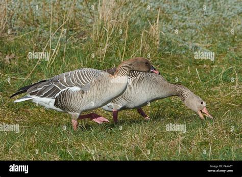 Pink Footed Goose Together With A Greylag Goose In Their Natural