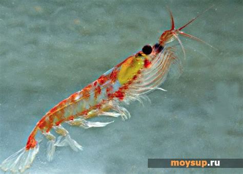 Очень вкусный салат из мяса криля - состав, варианты приготовления