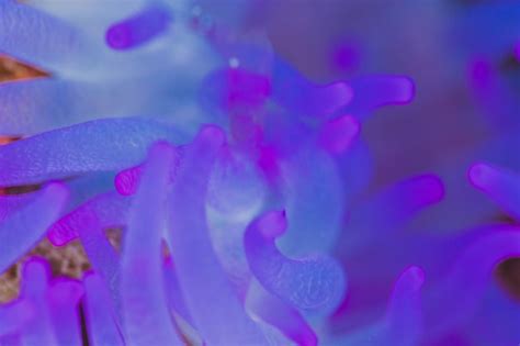 Free Photo | Blue sea anemone