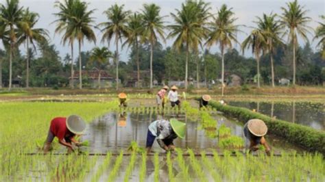 Kementan Mengairi 300 Ribu Ha Sawah Di Sumedang Lewat Pompanisasi