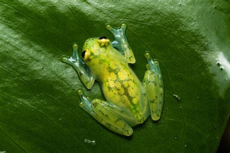 Pregnant Glass Frog