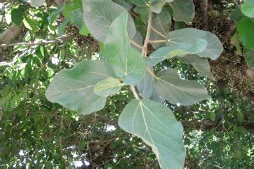 Sycamore fig Edible Plant