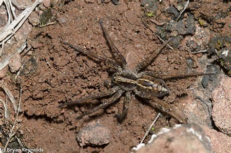 Wolf Spider Schizocosa Bugguide