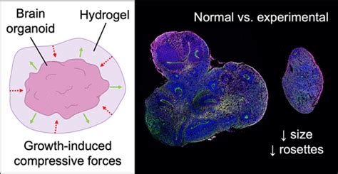 Hydrogel Mechanics Influence The Growth And Development Of Embedded