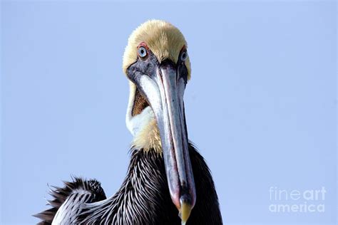 Nose To Nose With A Pelican By Randy Matthews