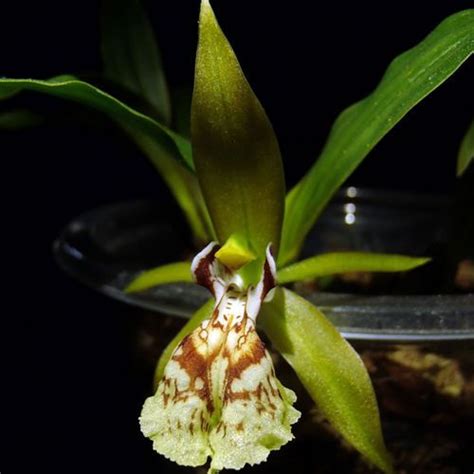 Coelogyne Schilleriana Care Key Guna Orchids