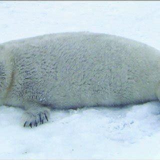 -Spotted seal pup in lanugo pelage. | Download Scientific Diagram