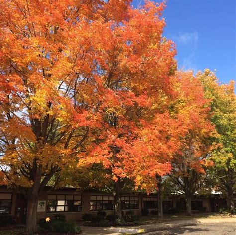 fun facts  didnt   fall