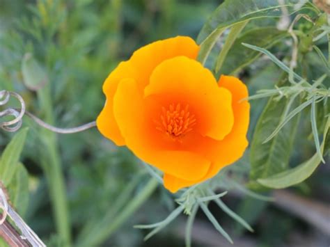 Eschscholzia Californica Sacramento Valley Cnps