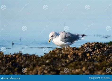 Short Billed Gull Feeding at Seaside Stock Image - Image of birds ...