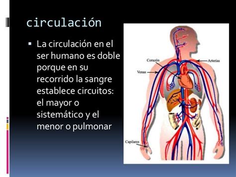 Fisionomía del corazón y circulacion