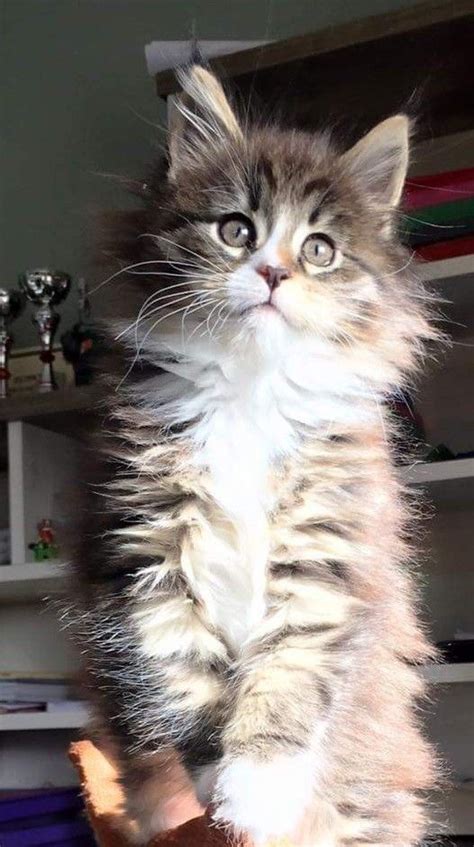 Pin de Leslie Harvey en Super Cute | Gatos bonitos, Gatos, Animales