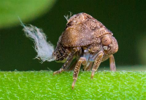 Planthopper Nymph - What's That Bug?