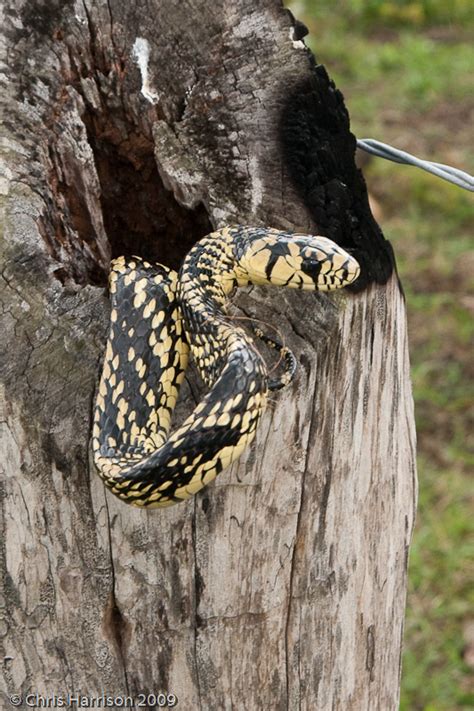 Serpiente Tigre Biodiversidad Del Ejido San Gabriel Tezonapa