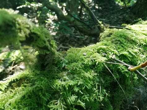 Moss Grows On Old Wooden Logs Common Fern Moss Thuidium Delicatulum