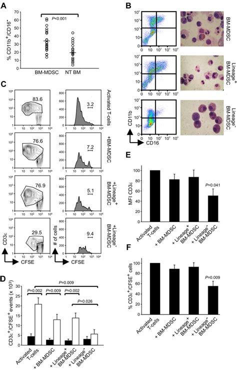 Lin Subset Contained Within Bm Mdscs Shows Potent Suppressive Activity