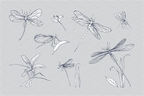 Set Of 7 Various Dragonflies Dragonfly Illustration Flower Tattoo