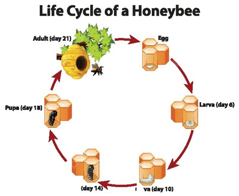 Natural Beehive Diagram