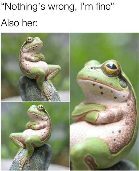 Wholesome Animal Memes 3 9 8 2024 Thunder Dungeon The Funniest