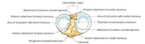 Medial Tibial Plateau Location