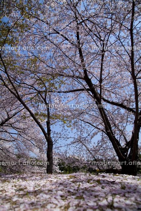 散りゆく桜の写真素材 [24474933] イメージマート