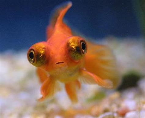 Goldfish Care Types Pictures Diseases And Treatment Telescope