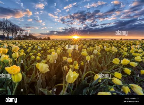 Tulpe Niederlande Fotos Und Bildmaterial In Hoher Auflösung Alamy