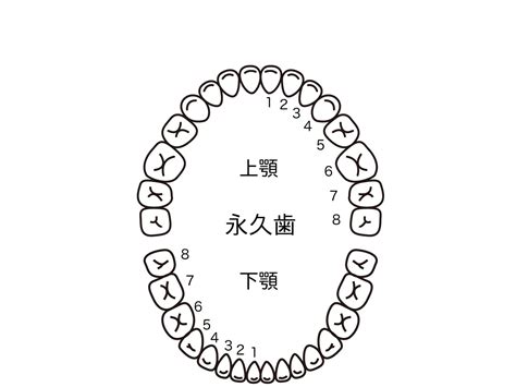 歯ってどんなもの？歯科衛生士が歯の構造や名称を専門的に教えます！ 札幌 西区 宮の沢 さいとう歯科インプラント専門サイト