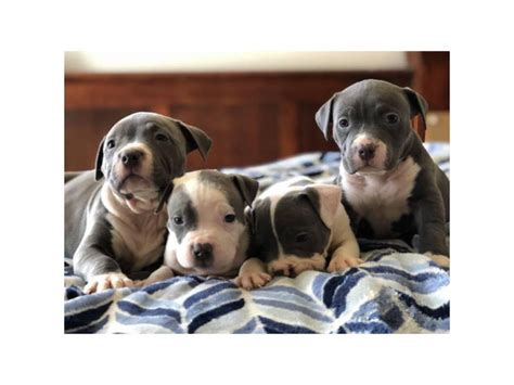 Purebred American Staffordshire Terrier Puppies Arapahoe Basin ...