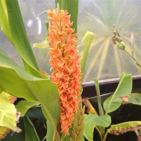 Hedychium Densiflorum Ginger Lily Drought Resistant Plants Plants