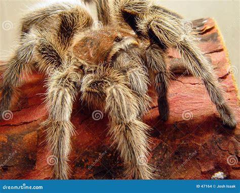 Spider Attack Stock Images - Image: 47164