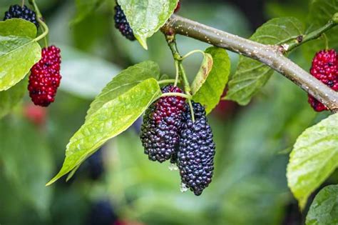 How to Grow Gorgeous Mulberry Trees | Gardener’s Path