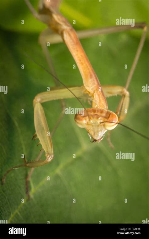 First Instar Nymph Hi Res Stock Photography And Images Alamy