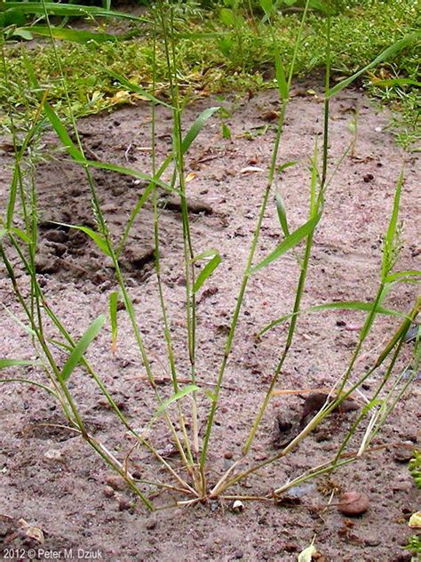 Eragrostis Cilianensis Stink Grass Minnesota Wildflowers