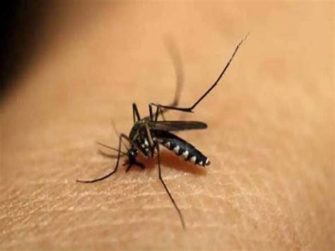 Dengue In Baddi Himachal Pradesh Dengue Symptoms Treatment Tips In Hindi Dengue Case Increase In