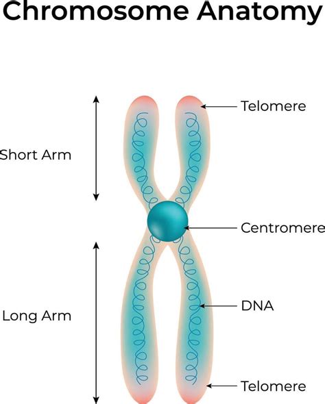 Chromosome Anatomy Structure of a Chromosome with Labeled Components ... 
