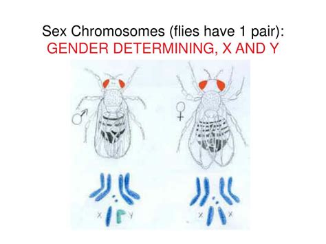 PPT Beyond Mendel Sex Linkage Human Genetics PowerPoint Presentation ID 3816678