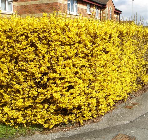 Forsythia Spectabilis Shrubs Forsythis Spectabilis Hedge Hopes Grove