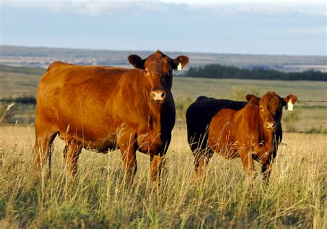 Canadian Red Angus Society Wants Your Stories Canadian Cattlemen