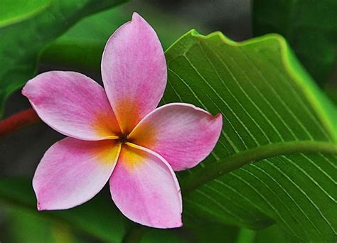 Please Identify This Pink Petal Flower Found Growing Near Water In