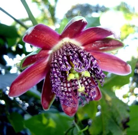 Combo De Maracuj S Doces Sementes De Maracuj Doce Passiflora Alata