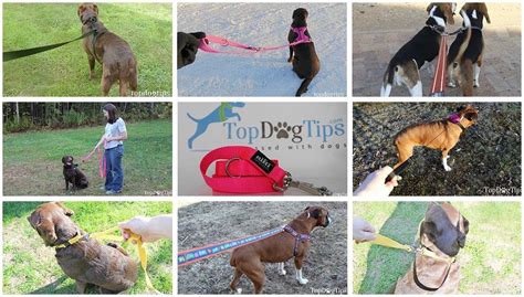 Top 10 Best Leashes For Dogs That Pull In 2020 Buyers Guide With Tips