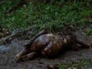 Naked Mallika Sherawat In Hisss