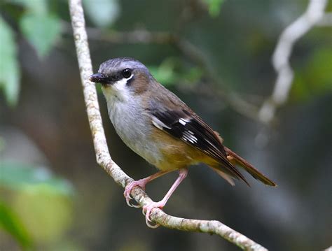 Hasties Swamp bird survey | blnq