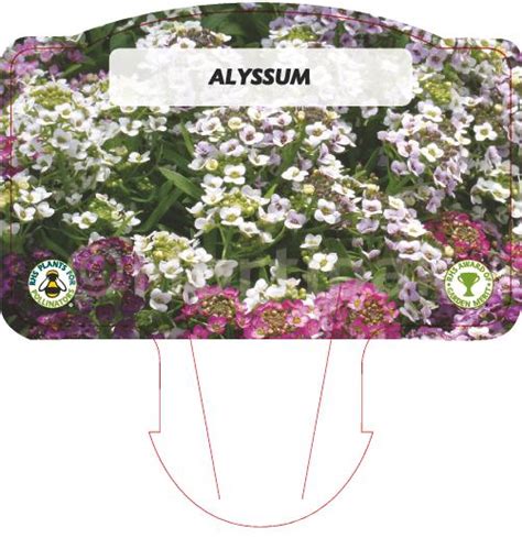 Alyssum Mixed Hortipak E Store